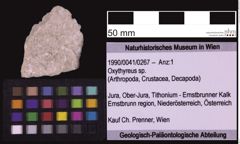 Foto (Objekt + Etiketten) von Oxythyreus sp. (NHMW-GEO-1990-0041-0267)